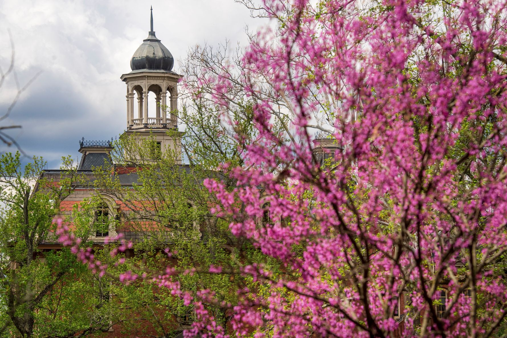 Flowering tree with Martin Hall tower in background.